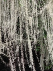 Usnea longissima