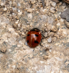 Coccinella transversoguttata