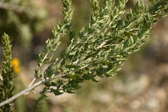 Brickellia dentata