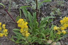 Solidago simplex