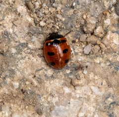 Coccinella transversoguttata