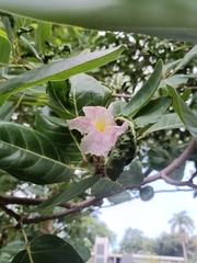 Tabebuia heterophylla