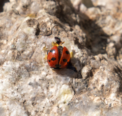 Coccinella transversoguttata