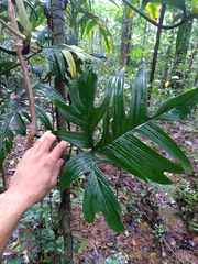Philodendron pedatum