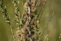 Brickellia dentata