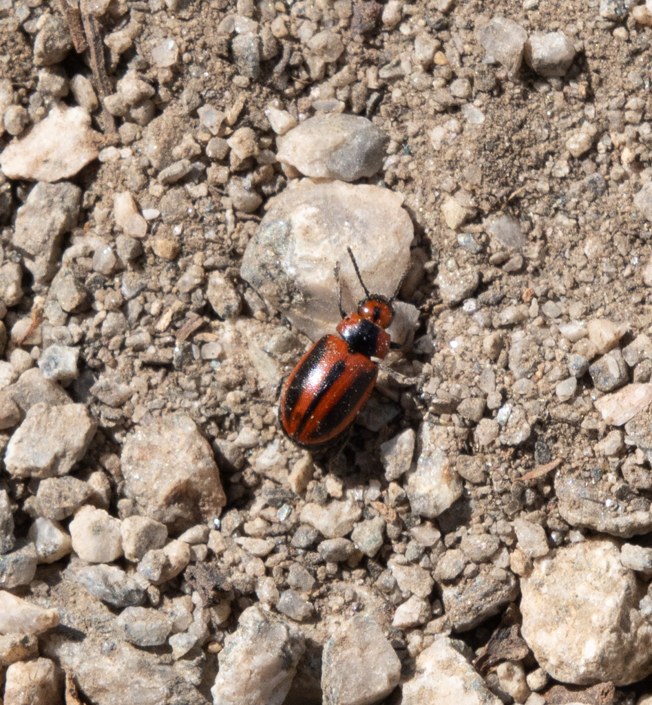 Red turnip beetle