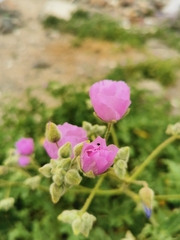 Cristaria