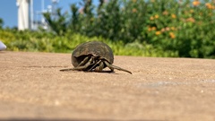 Clibanarius vittatus