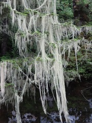 Usnea longissima