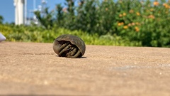 Clibanarius vittatus