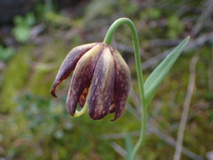 Fritillaria affinis