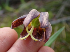 Fritillaria affinis
