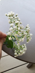 Ageratina