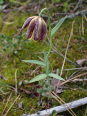 Fritillaria affinis