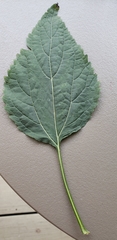 Ageratina
