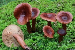 Lactarius badiosanguineus