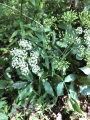 Oenantheae