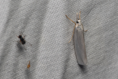 Crambus perlella