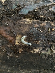 Scolecocampa