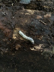Scolecocampa
