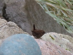 Troglodytes pacificus