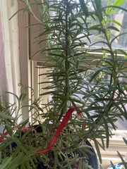 Salix eleagnos