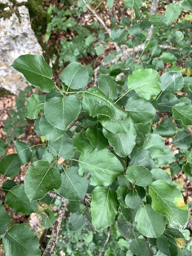hruška planá (Pyrus communis pyraster)