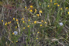 Crepis tectorum