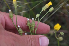 Crepis tectorum