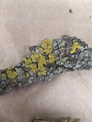 Xanthomendoza fallax