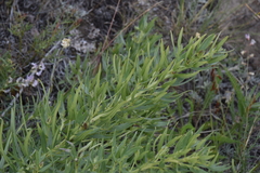 Lithospermum ruderale