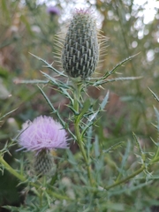 Cirsium