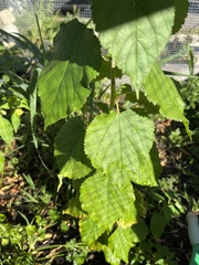 Moraceae
