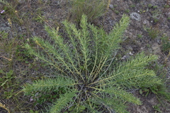 Lithospermum ruderale