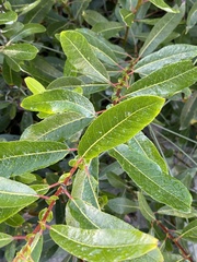 Salix hookeriana