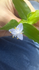 Elasis guatemalensis