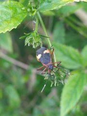 Dysdercus albofasciatus