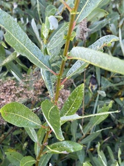 Salix hookeriana