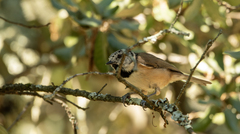 Lophophanes cristatus