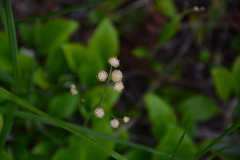 Antennaria racemosa