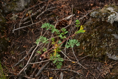 Corydalis aurea