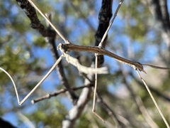 Parabacillus hesperus