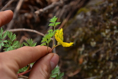Corydalis aurea