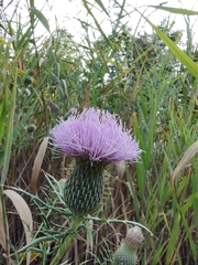 Cirsium