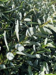 Salix hookeriana