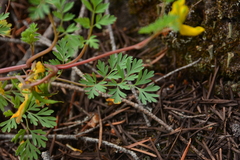 Corydalis aurea