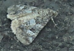 Eubolina impartialis