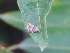 Acleris gloveranus