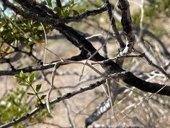 Parabacillus hesperus