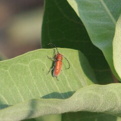 Tetraopes femoratus